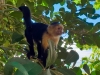 CostaRica Monkey